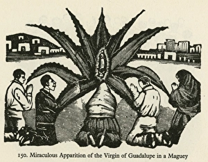 Miraculous Maguey