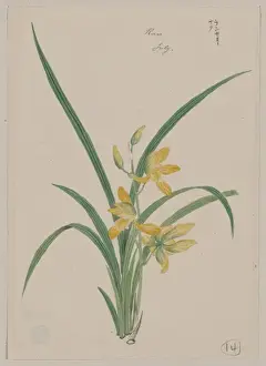 Mirau - March
