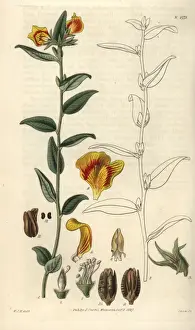 Grandiflora Prints: Mirbelia grandiflora, large-flowered mirbelia