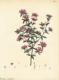 Henry Andrews Prints: Mirbelia rubiifolia