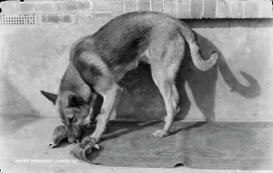 Texture Prints: Mischief the Dog