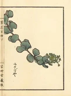 Misebaya or showy stonecrop, Hylotelephium sieboldii