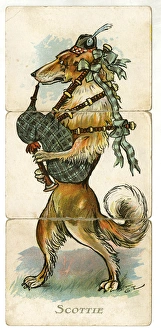 Bagpipes Gallery: Misfitz - Scottie