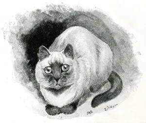 Siam Prints: Miss F Moores Siamese cat Siam