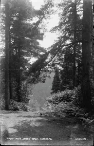 Ferns Prints: Miss James Walk, Hindhead