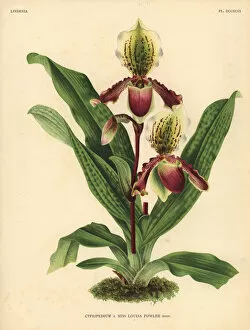 Iconography Gallery: Miss Louisa Fowlers Cypripedium orchid