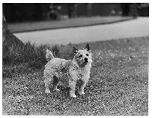 Miss Mannette / Terrier