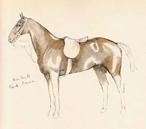 Miss Painter, horse belonging to Frank Freeman Miss Painter, horse belonging to Frank Freeman