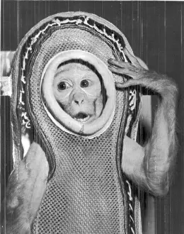 Capsule Prints: Miss Sam prior to being launched in a Mercury capsule