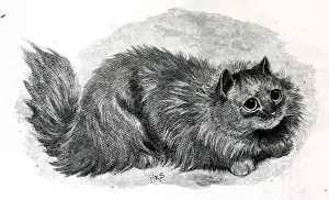 Miss Simpsons Blue Persian cat Bounce