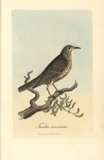 Thrush Prints: Misseltoe thrush, Mistle thrush, Turdus viscivorus