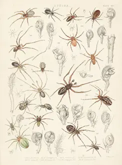Spider Prints: Missing sector orb weavers, cricket bat and cucumber green spide