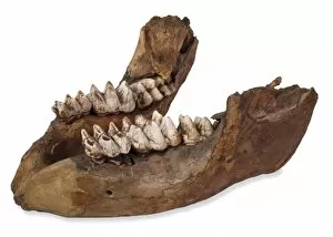 Elephantidae Collection: Missourium theristrocaulodon, jaw bone