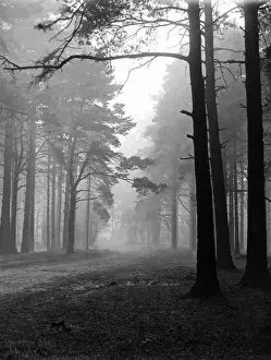 Mist in the Pinewoods