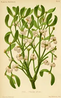 MISTLETOE