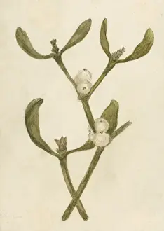 MISTLETOE