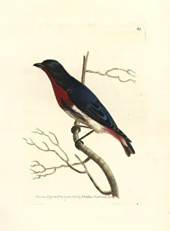 Mistletoe bird, Dicaeum hirundinaceum Mistletoe bird, Dicaeum hirundinaceum