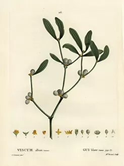 Arbustes Gallery: Mistletoe, Viscum album