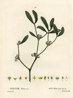 Arbustes Gallery: Mistletoe, Viscum album