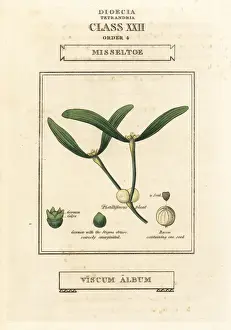Mistletoe, Viscum album