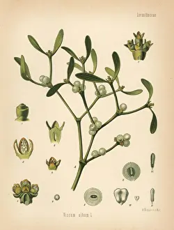 Mistletoe, Viscum album