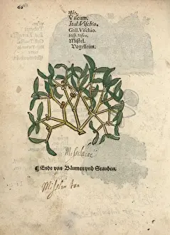 Mistletoe, Viscum album
