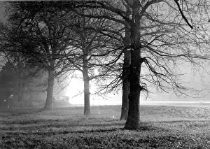 Misty park at night