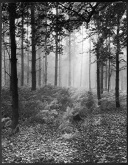 Misty Wood 1930S