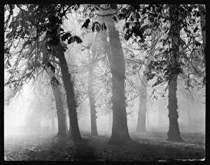 Abingdon Gallery: Misty Woods
