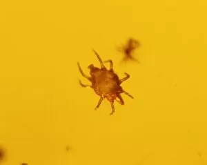 Acarina Gallery: Mite in baltic amber