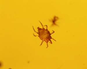 Acarina Gallery: Mite in baltic amber