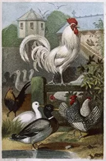 Dorking Gallery: Mixed Poultry (Beeton)