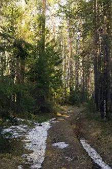 Taiga Prints: Mixed taiga forest in early spring - remnants of