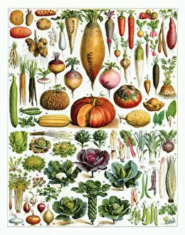 Assorted Gallery: A Mixture of Vegetables