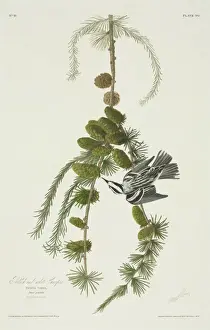 Mniotilta varia, black and white warbler