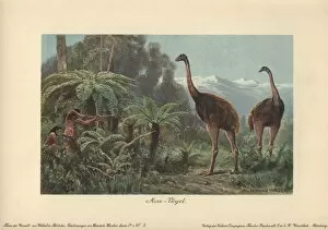 Maoris Collection: Moa birds, Dinornis robustus, being hunted
