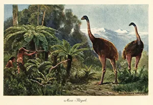 Pleistocene Prints: Moa birds being hunted by men with bows and arrows