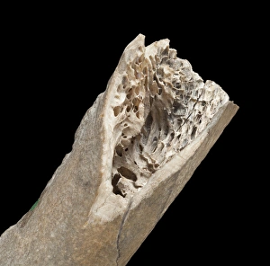 Images Dated 25th September 2012: Moa bone fragment