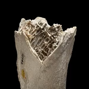Images Dated 25th September 2012: Moa bone fragment