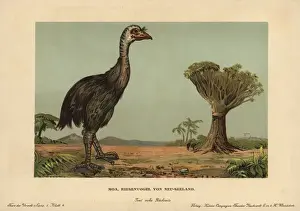 Moa, Dinornis novaezealandiae, extinct giant