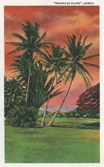 Moanalua Palms, near Honolulu, Hawaii, USA