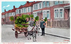 Suburban Prints: A mobile Plant Seller - London LIfe Series