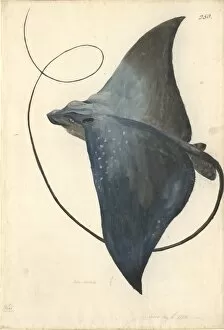 Elasmobranchii Collection: Mobula mobular, devilfish