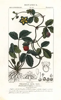 Indica Prints: Mock strawberry, Potentilla indica