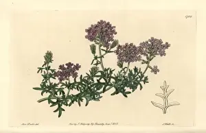 Mock vervain, Glandularia laciniata