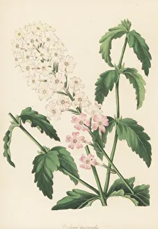 Magazine Of Botany Prints: Mock vervain, Glandularia platensis
