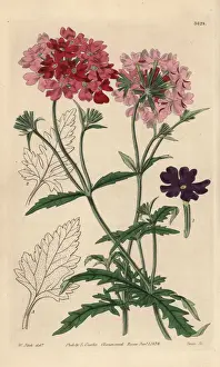 Leaved Prints: Mock vervain, Glandularia tweedieana