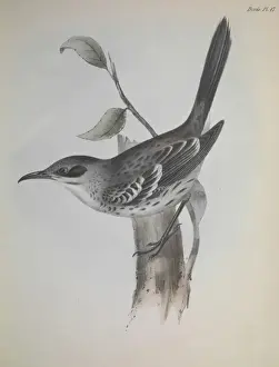 Darwin200 Prints: Mocking bird