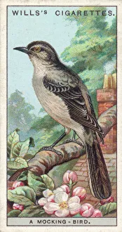Renowned Gallery: Mocking Bird (Card)