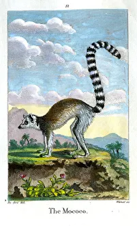 Warner Prints: Mococo